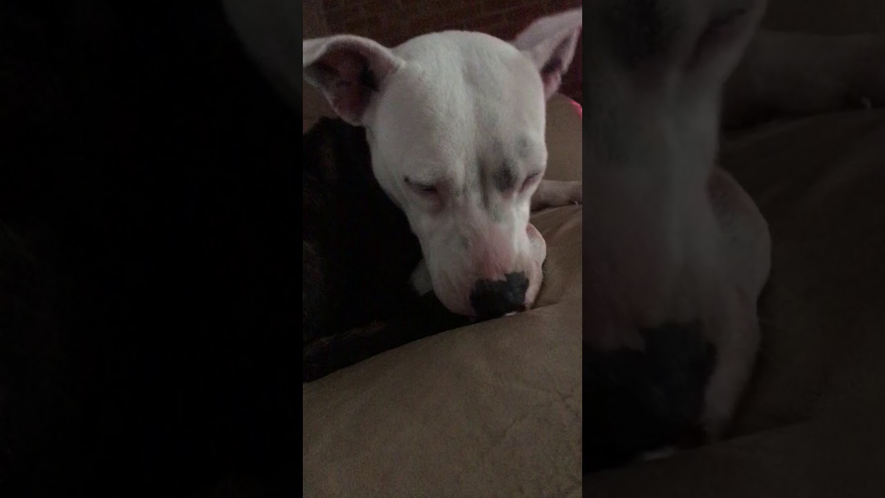 ASMR Dog licking; Fiona