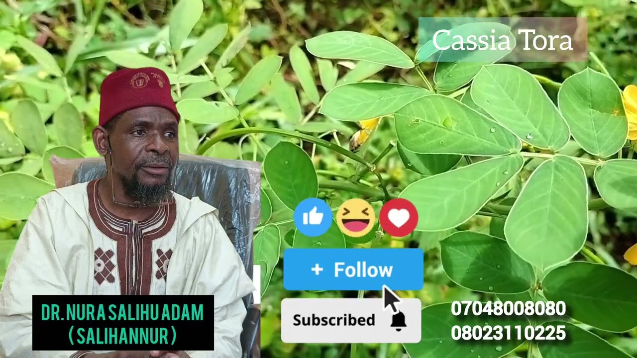Dr. Salihannur) Bayani Akan Tafasa Cassia Tora Da Yadda Ake Sarrafata #cassia #Tora