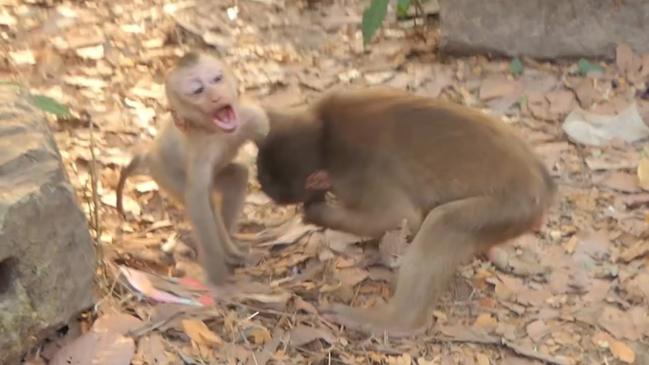 Kid Abandoned Monkey Plays Around Sleeping KT mom : Heartwarming Animal Interaction