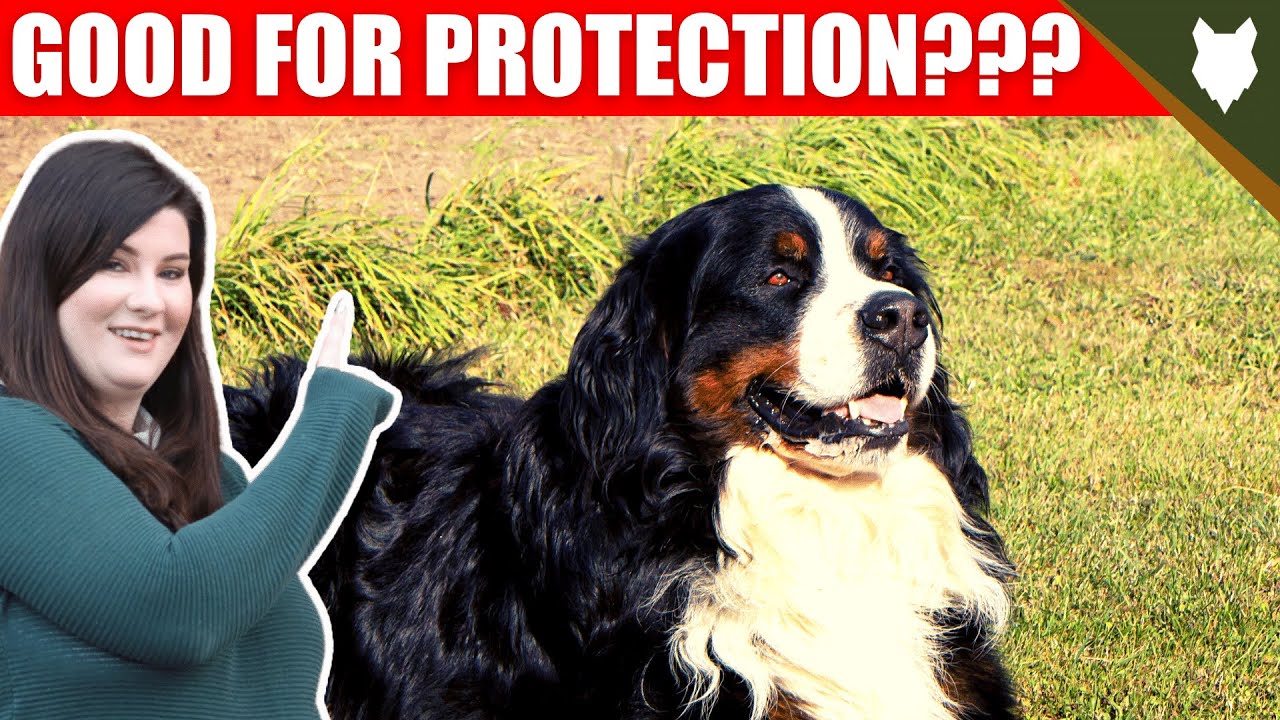 ARE BERNESE MOUNTAIN DOG GOOD GUARD DOGS?