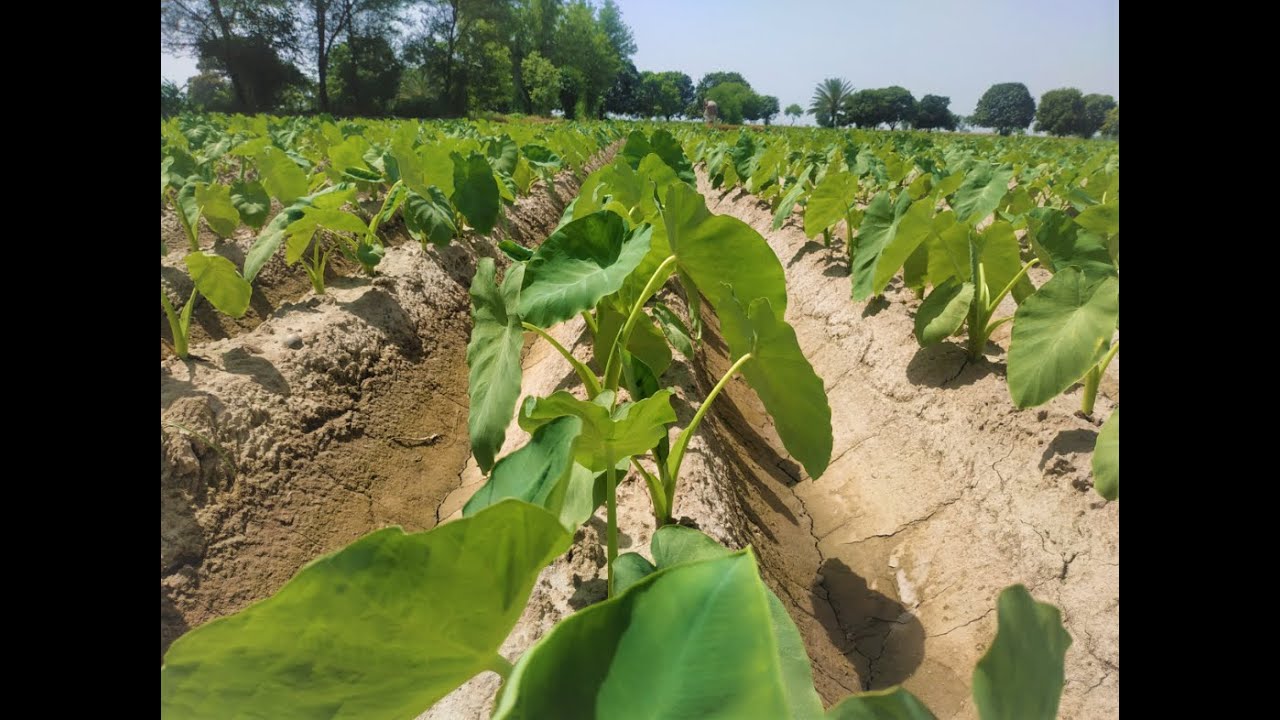 Taro root | Growing Eddoe | Arvi | Arbi | Eddoe or Taro crop | How to watering eddoe crop | Eddoe
