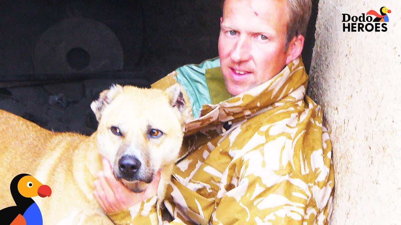 Former Soldier Rescues Dogs In Afghanistan  | Dodo Heroes Season 1