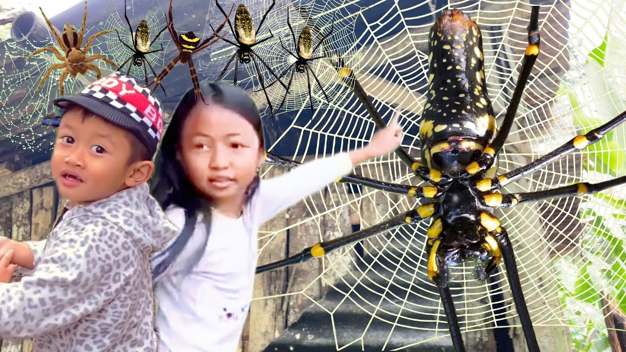 Охота на самых крупных пауков в доме! Ловля гигантского золотого паука, гусеницы и гагамбы вместе...