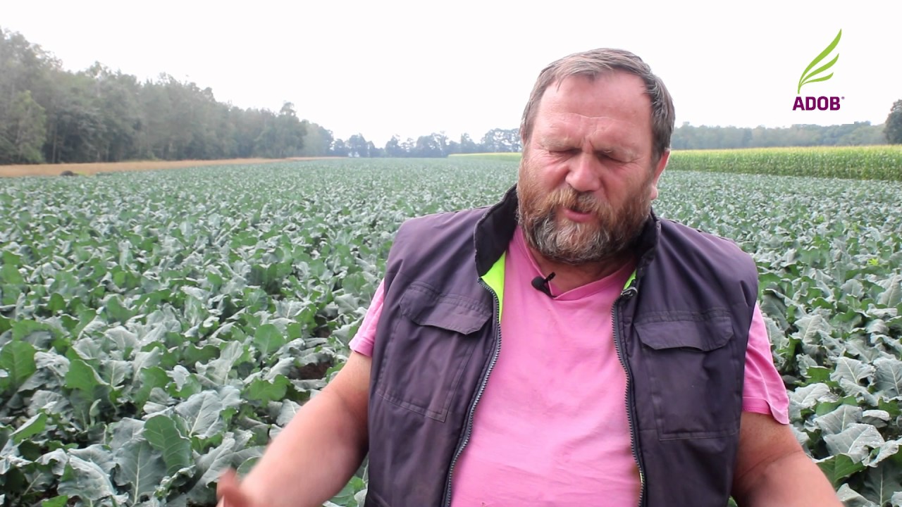 Ważne w żywieniu brokułów