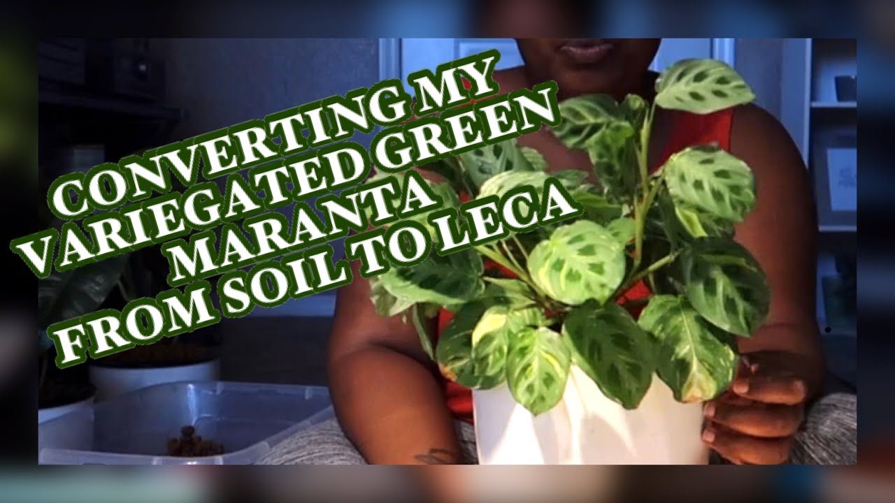 CONVERTING MY VARIEGATED GREEN MARANTA FROM SOIL TO LECA