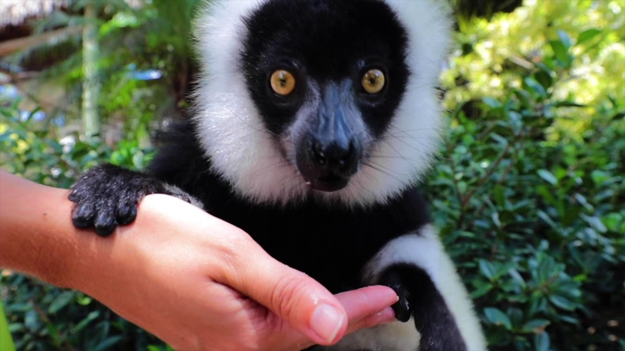 Welcome to the Zoological Wildlife Foundation (ZWF Miami)