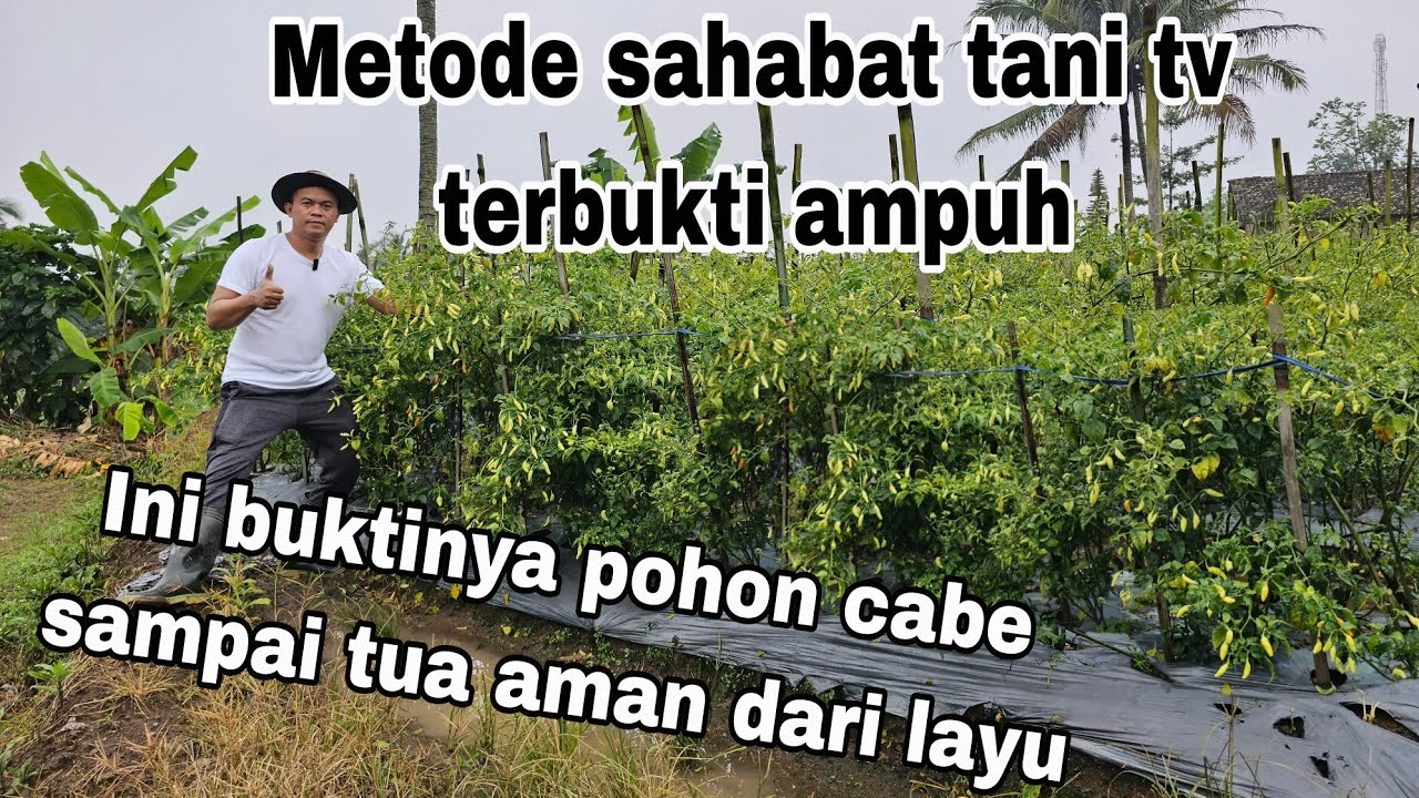 Cara tanam cabe agar umur panjang dan anti layu