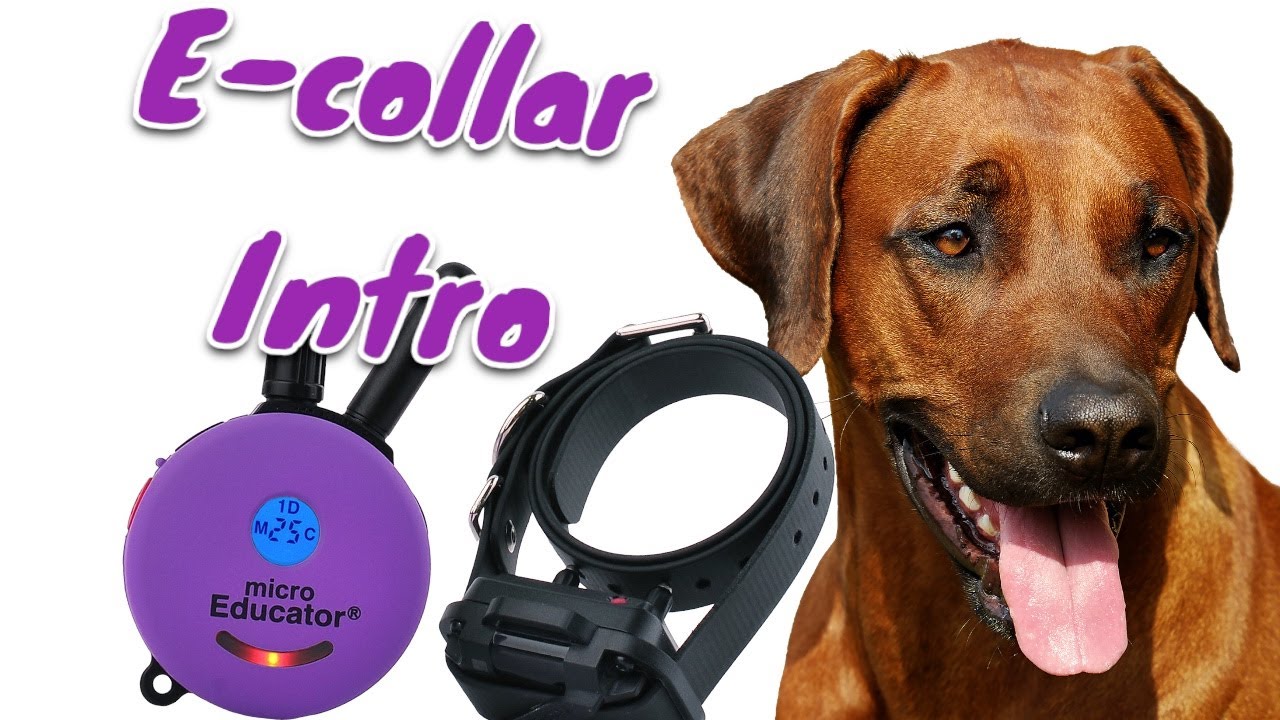 How to introduce the e-collar to your dog
