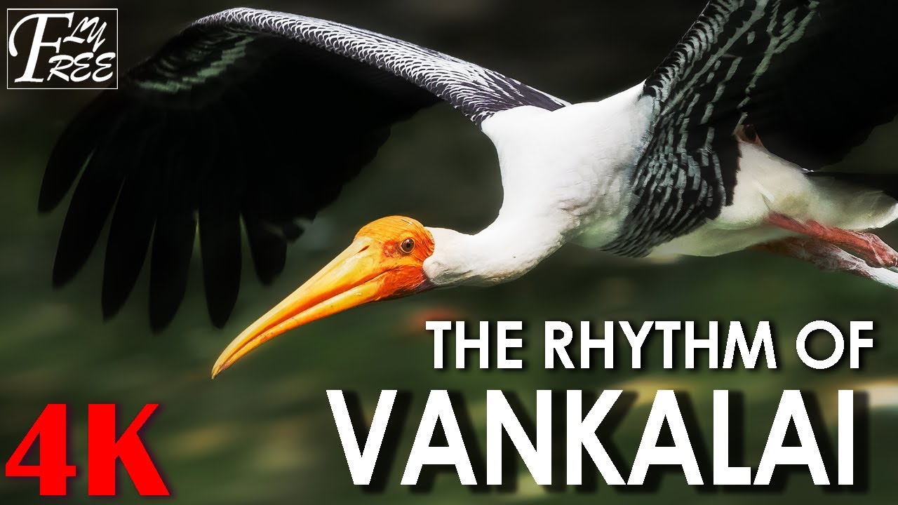 The Rhythm of VANKALAI | Where Wings Carve Stories | Short Documentary | Sri Lanka