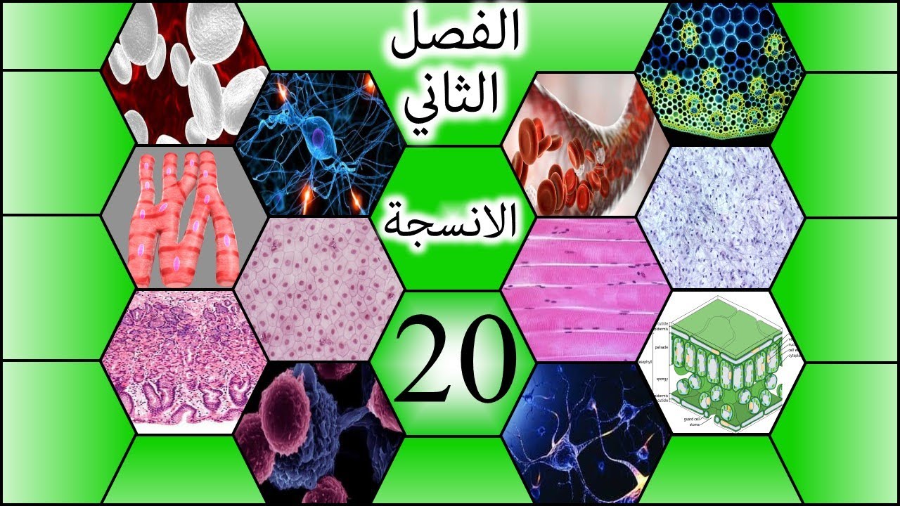 طريقة رسم خلية عصبية متعددة الاقطاب للسادس الاعدادي-الفصل الثاني