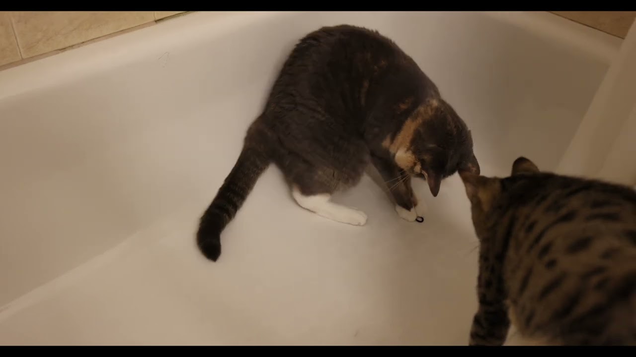 Cat playing with hair band in the bath tub