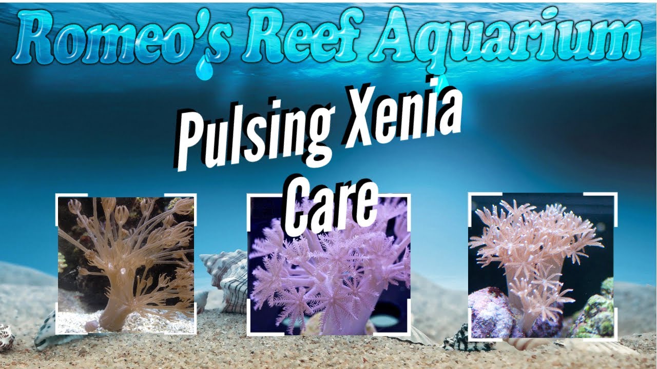 Romeo's 5 Minute Reefing. Pulsing Xenia Coral