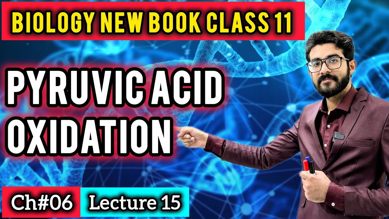 Pyruvic Acid Oxidation Class 11 | Pyruvate to Acetyl-CoA Formation | Biology New Book