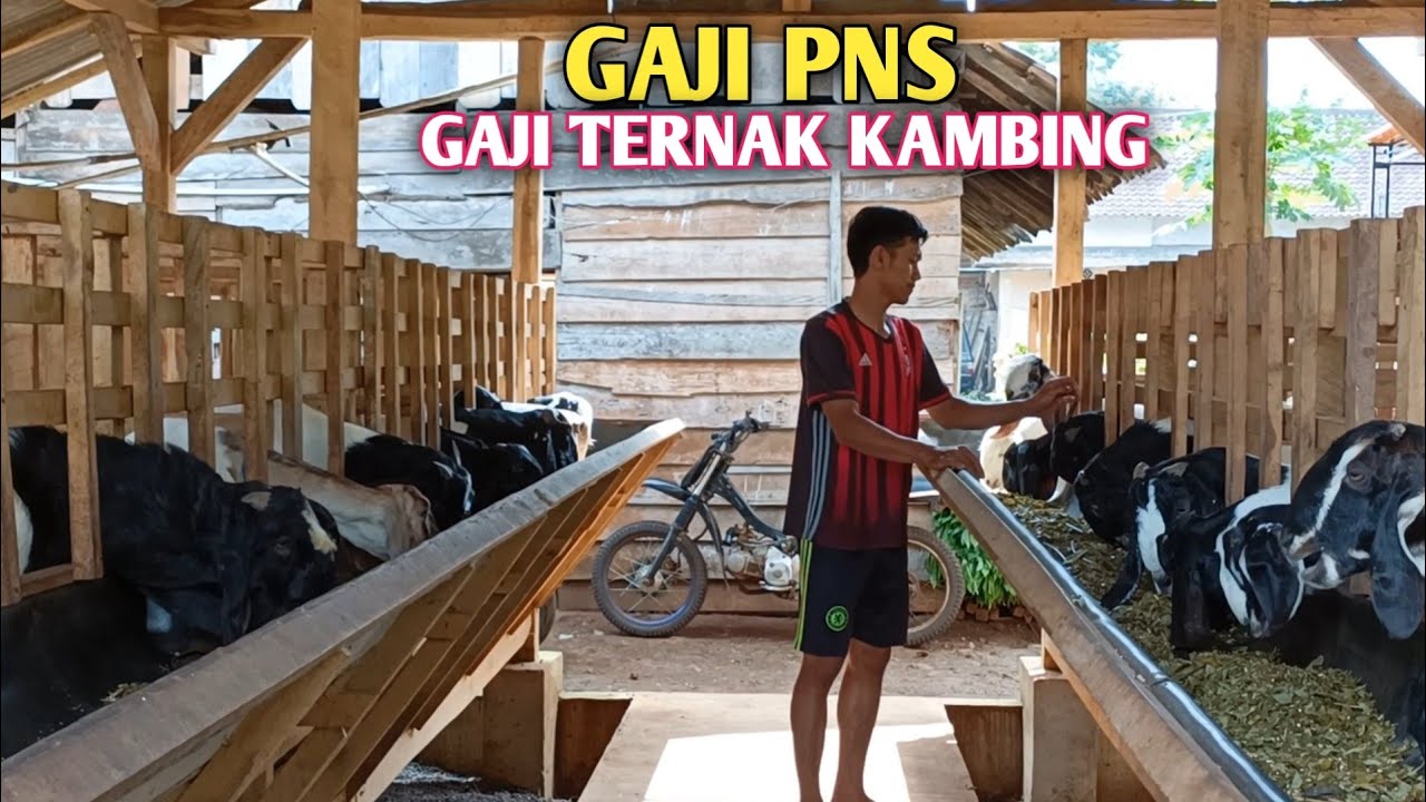Expres‼️Ternak Kambing Baru 9 Bulan Sudah Bisa Menikmati Hasil