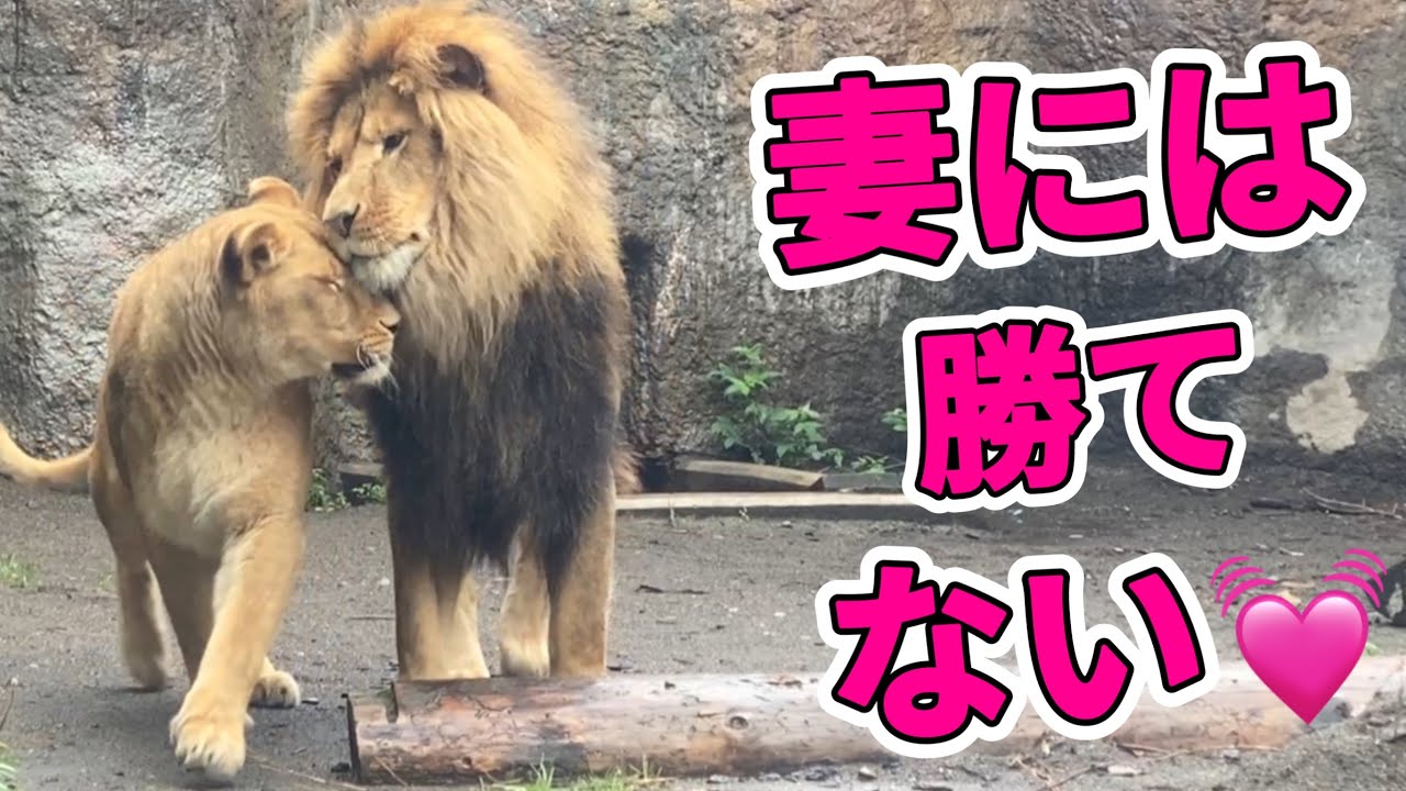 《旭山ライオン＆トラ》皆が揃うまで30分をお届け！オリトパパがママになる？優しい夫。オリトイオ＆ザリアファミリー/vol667Kind lion husband can't beat wife