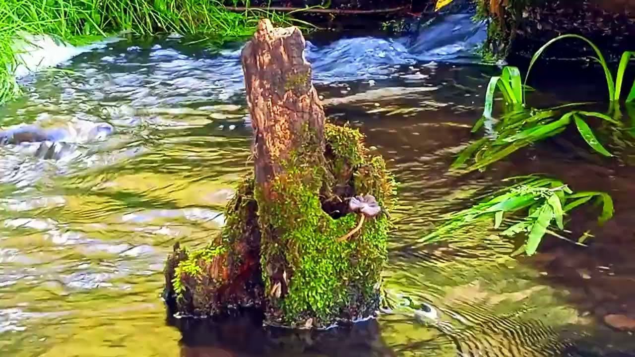 30 Minutes Calm Water Relaxation | Stress Relief & Peaceful Mind