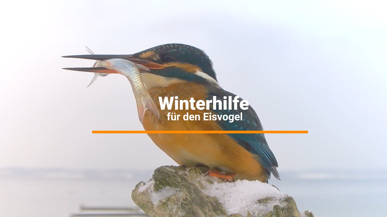 Winterhilfe für den Eisvogel