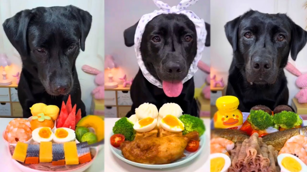 The sound of a dog chewing meat#pets #chewy #dog #blacklabrador