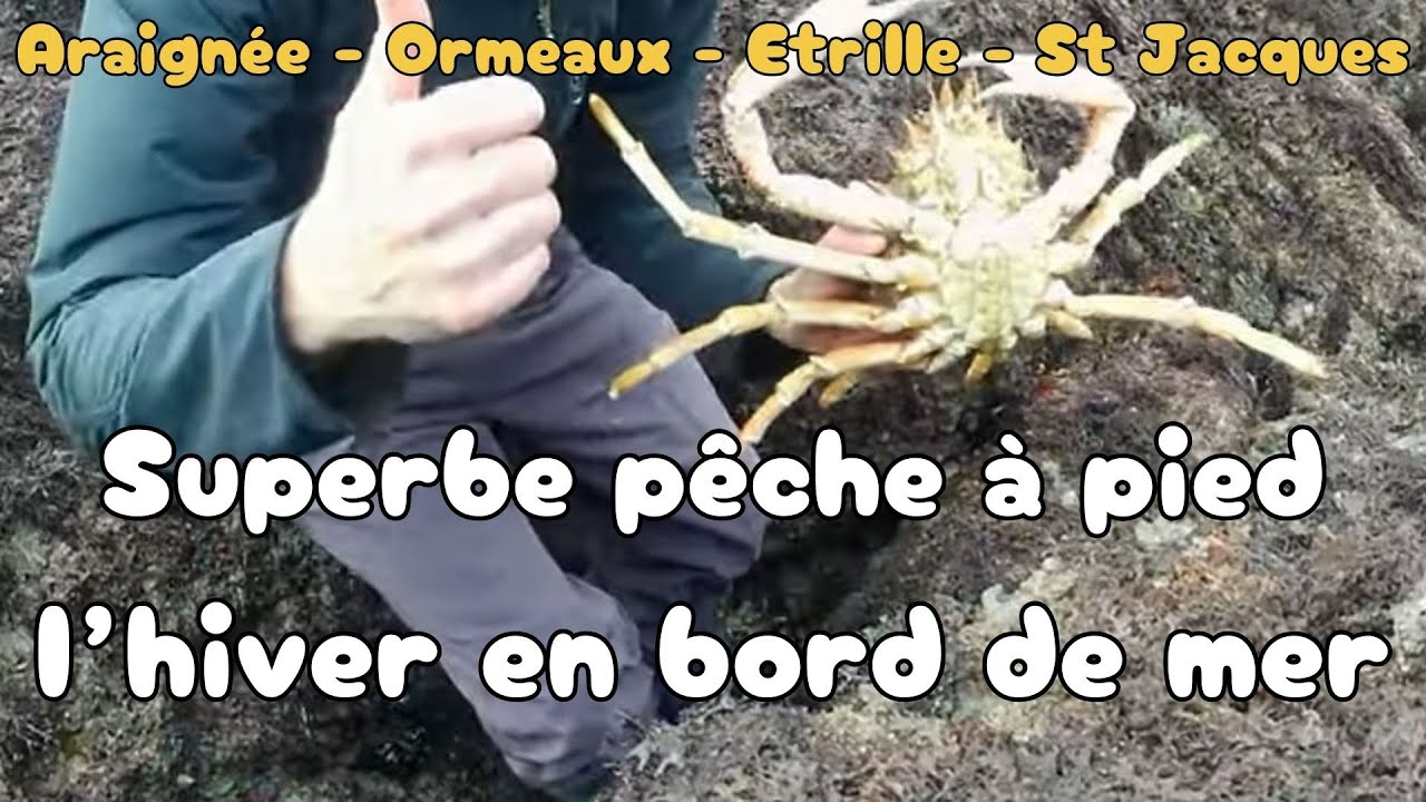Araignée Coquille Saint Jacques Ormeaux et étrille lors d'une Pêche à pied Hivernale en Bretagne