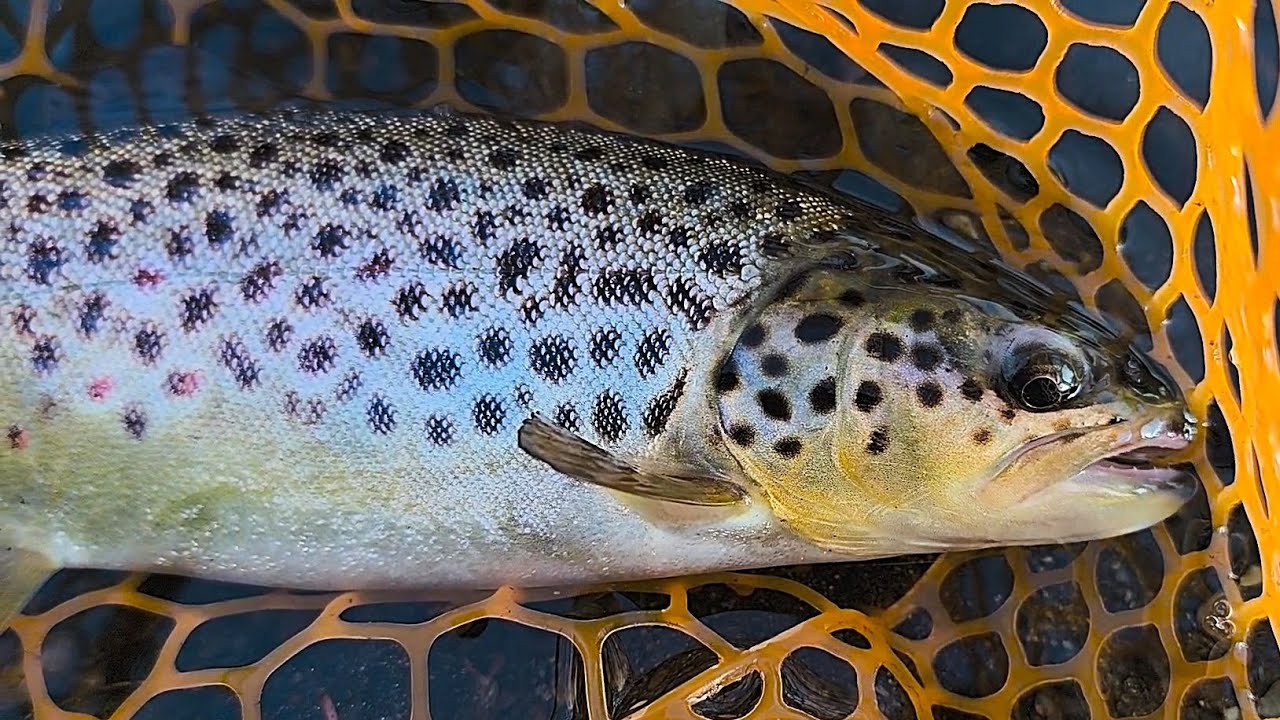 [Trout Fishing] Ловля Ручьевой Форели на силикон 