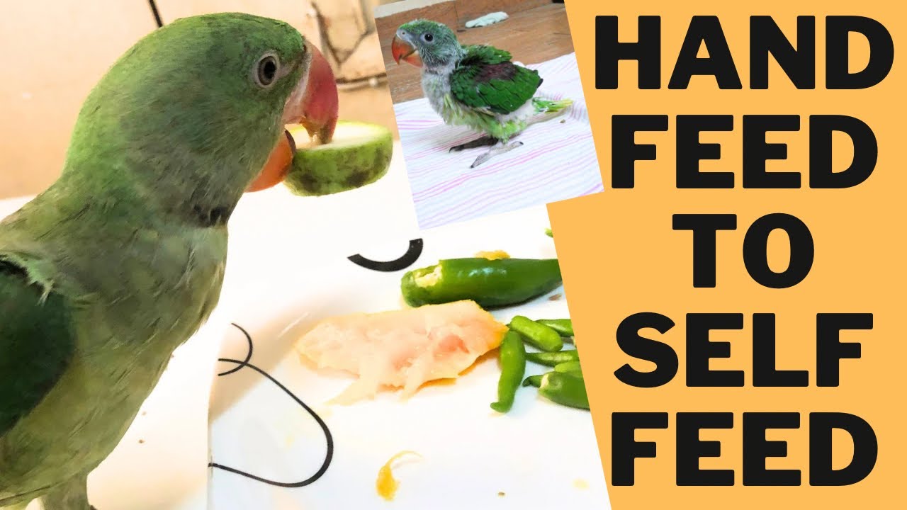 how to self feed baby parrot || hand to self feed  #baby #parrotfeeding #parrotfood #alexanderparrot