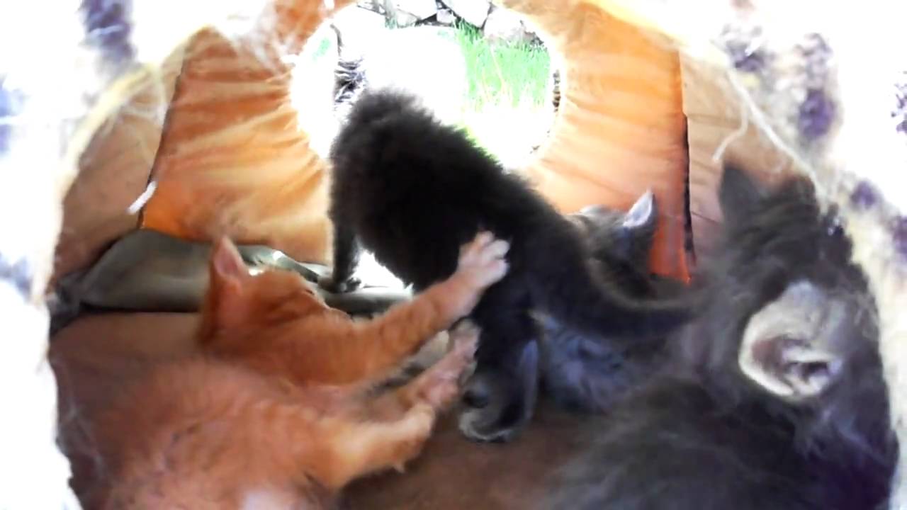 Spring Kittens!