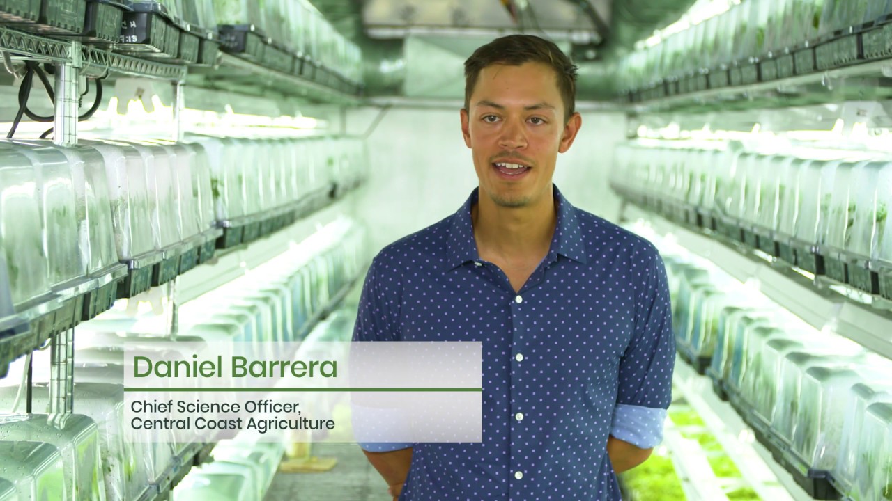 Pioneering Cannabis Cultivation in Santa Barbara County