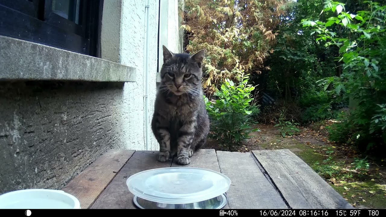 Trailcam 044 watching cats hang around Part3