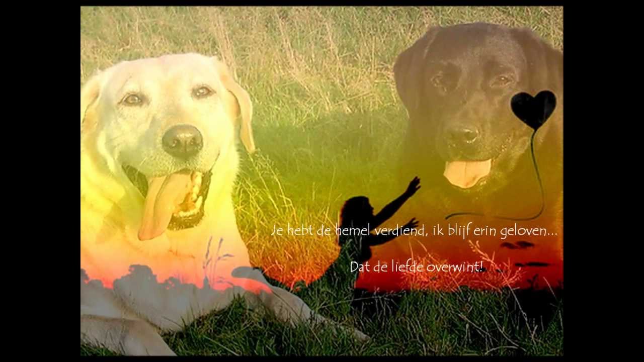 De Hemel ~ De Kast ~ met tekst