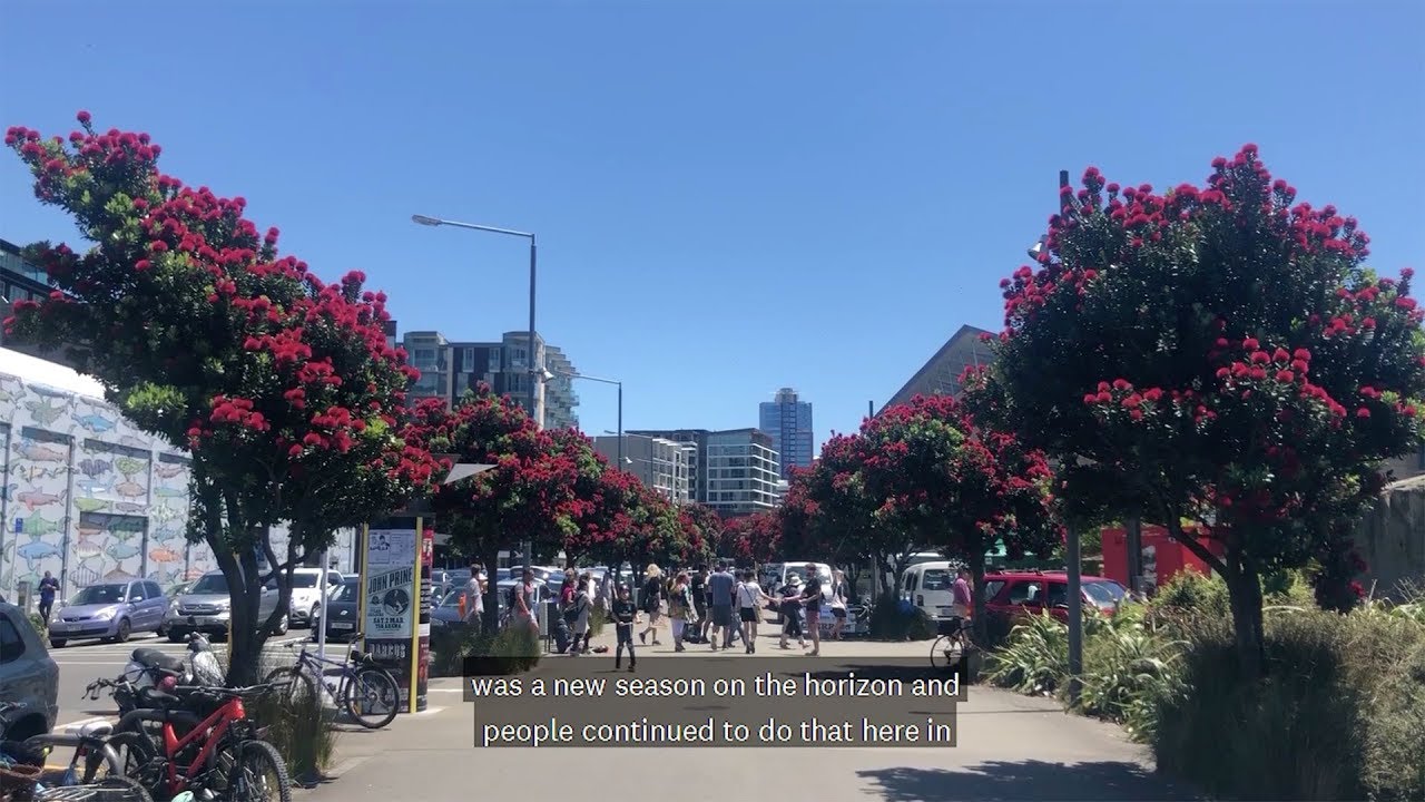 Pōhutukawa: The New Zealand Christmas tree
