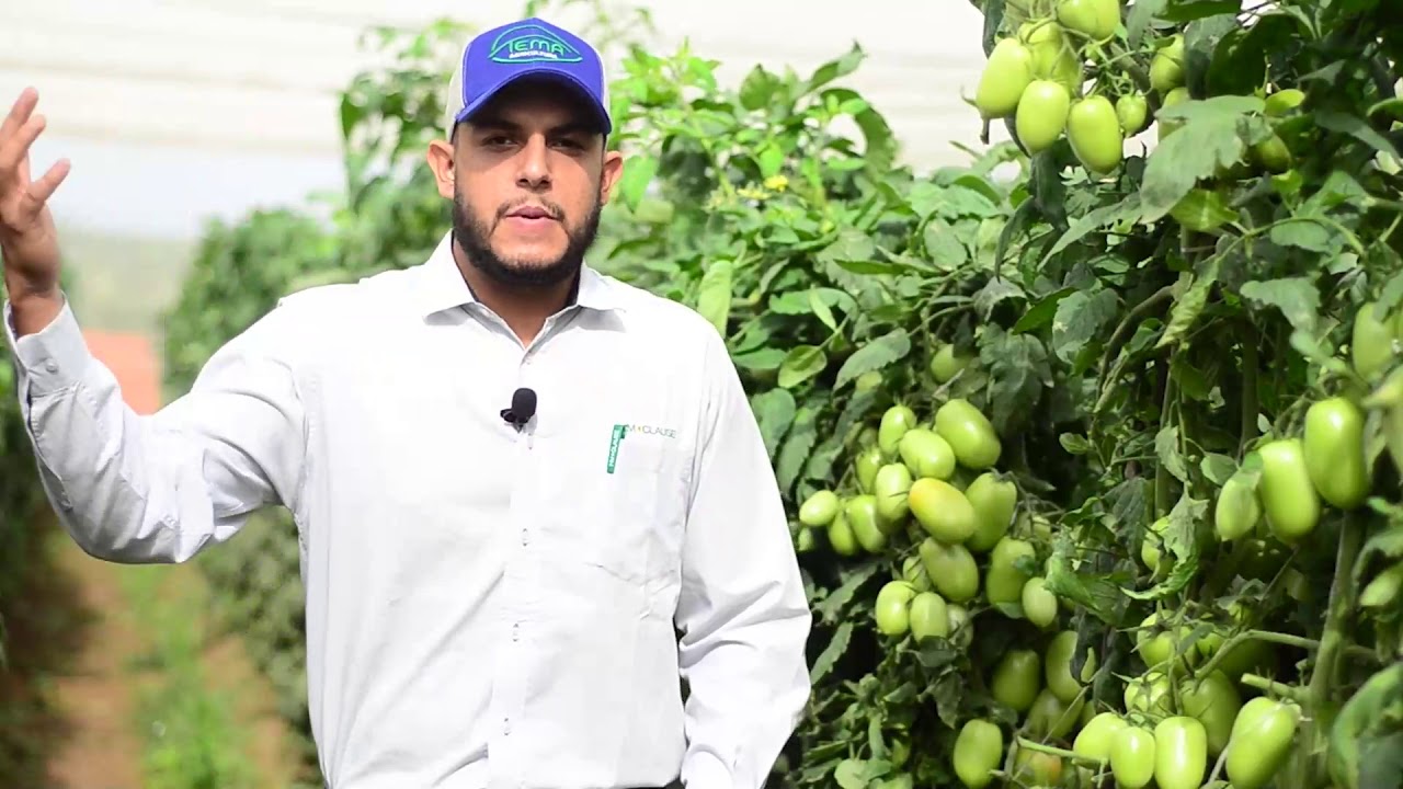 Dia de Campo Soluções Hm Clause e Syngenta