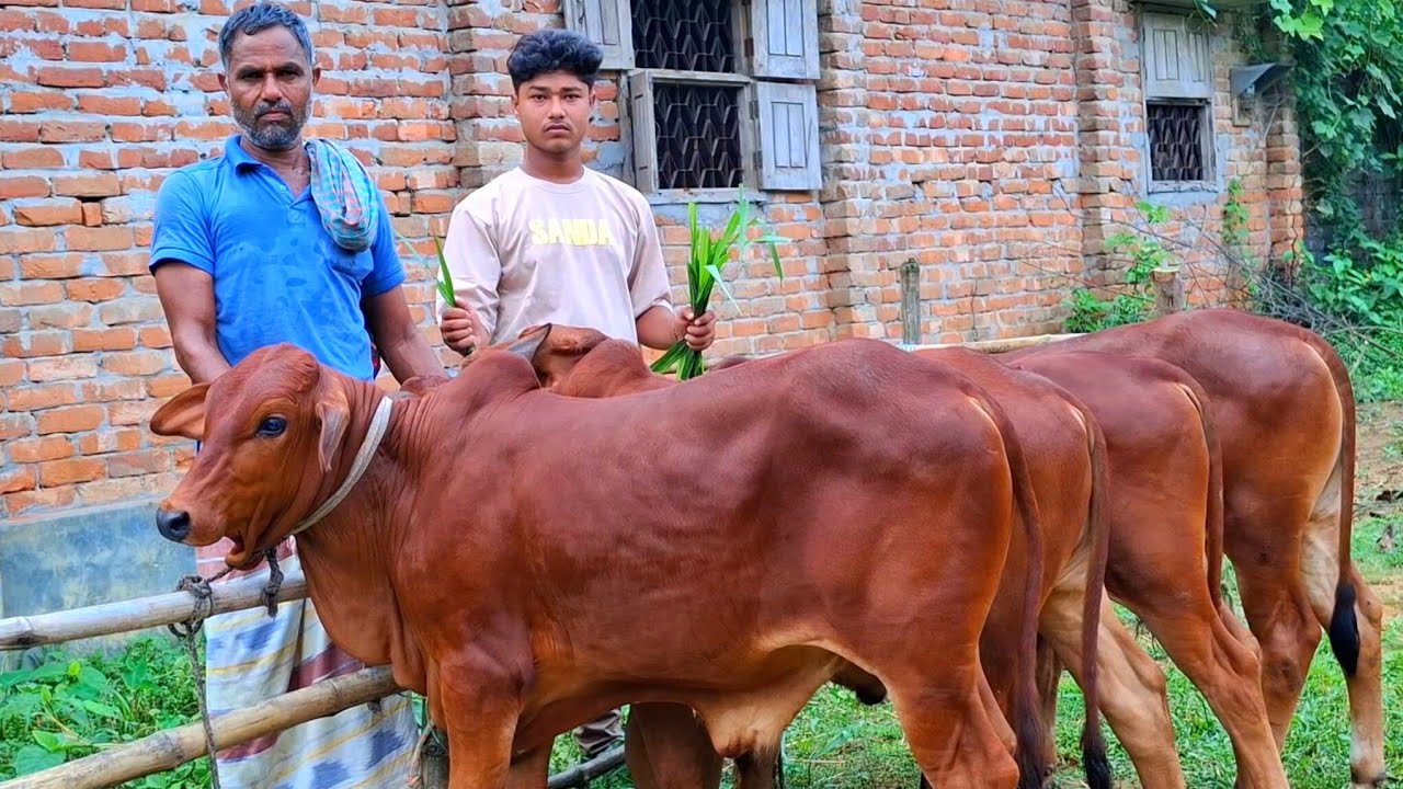 ২০ সেপ্টেম্বর 2025 | জাতে মানে অসাধারণ শাহীওয়াল জাতের ষাঁড় বাছুর গরুর প্যাকেজ | বিরামপুর | থেকে