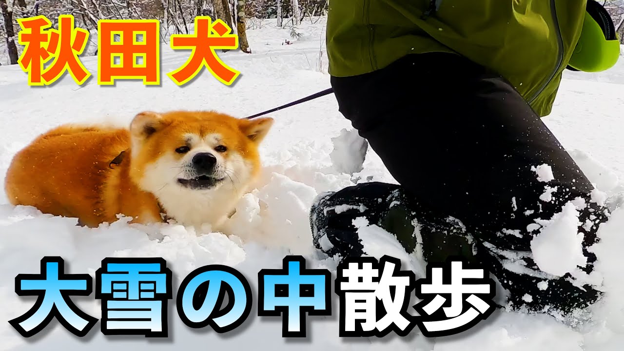 【大寒波】2026年、今シーズン一番の大雪の日”秋田犬のびしゃもん”のお散歩　「1月11日と1月12日」