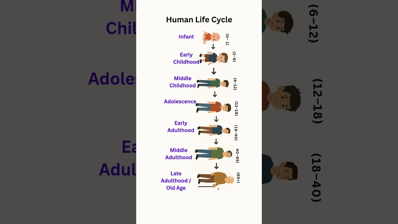 Human Life Cycle in One Short!