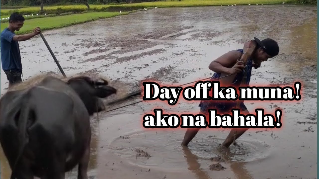 Binuslan ang karbaw ka butong