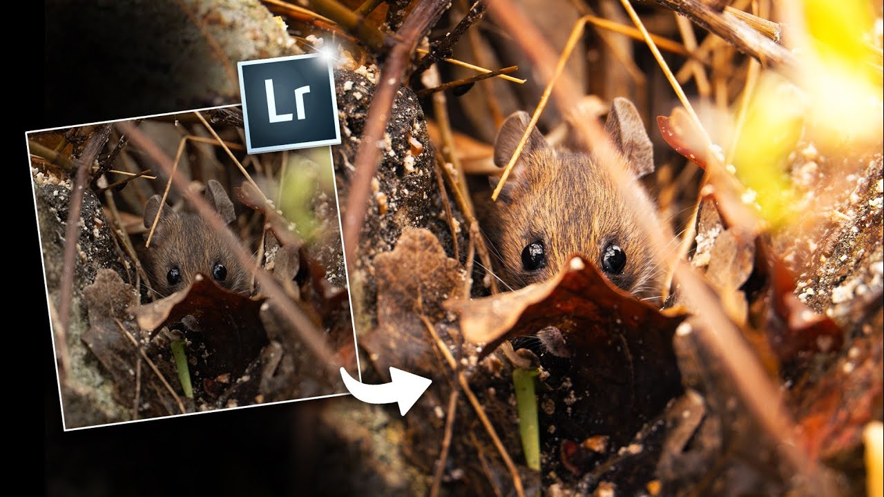 2 Editing Tips That Actually Improved My Wildlife Photos