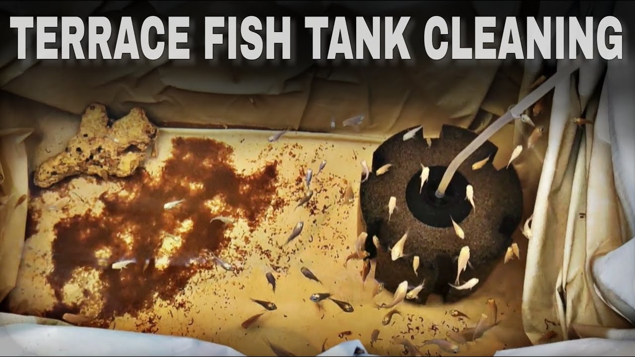 Terrace Fish Tank Cleaning After 2 Months | Polar Parrot Baby Fish Care