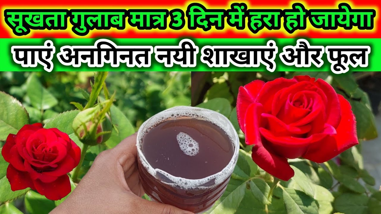 ROSE PLANT GROWING TIPS.Best homemade fertilizer for rose.How to get maximum growth on rose.गुलाब.