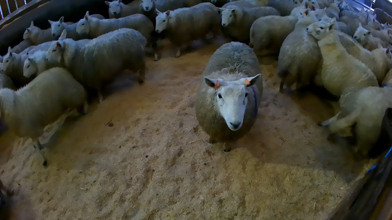 HOGGS AND HEPTIVAC-P