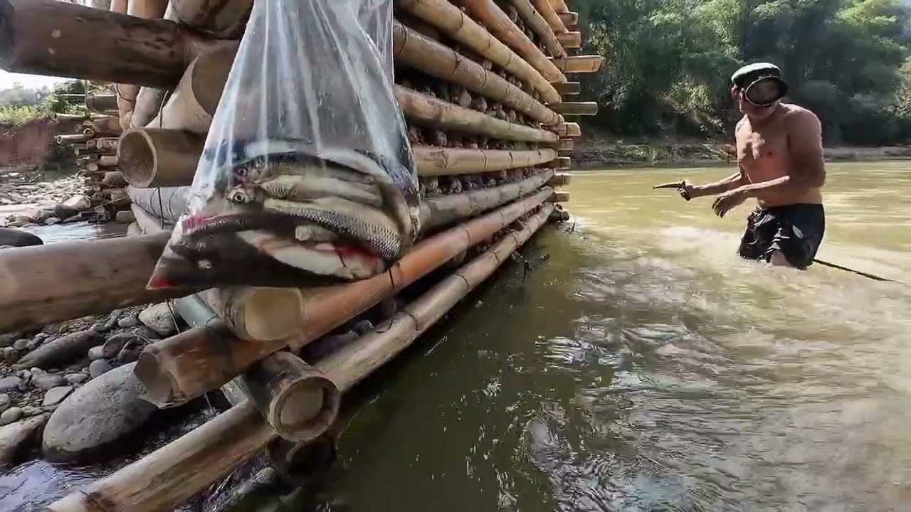Săn cá mại khủng thành công 