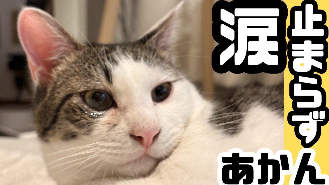 てんむすが涙を流し続けているのです…【猫風邪】