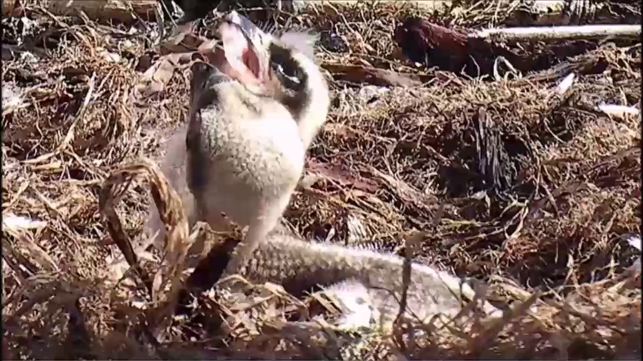 Hellgate Canyon Ospreys ~ Hatch #4 Rolls Out of His Shell, 10:29 AM,  June 10, 2017