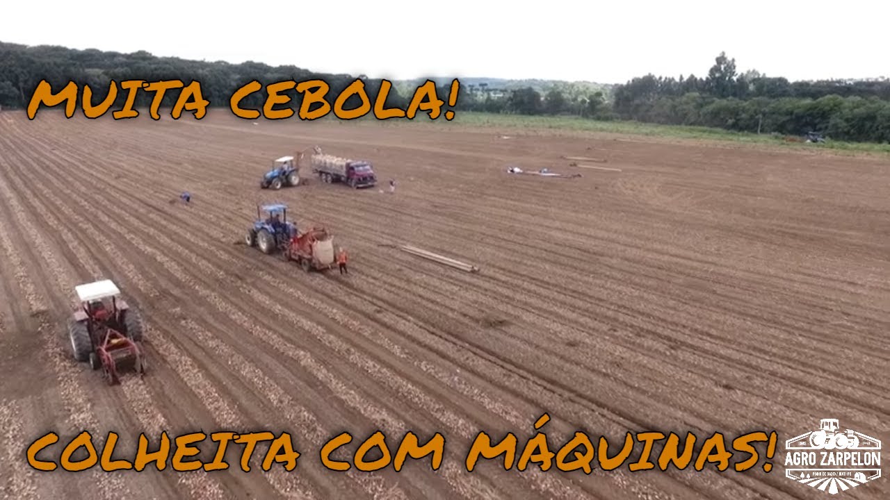COMO É FEITO A COLHEITA DA CEBOLA!