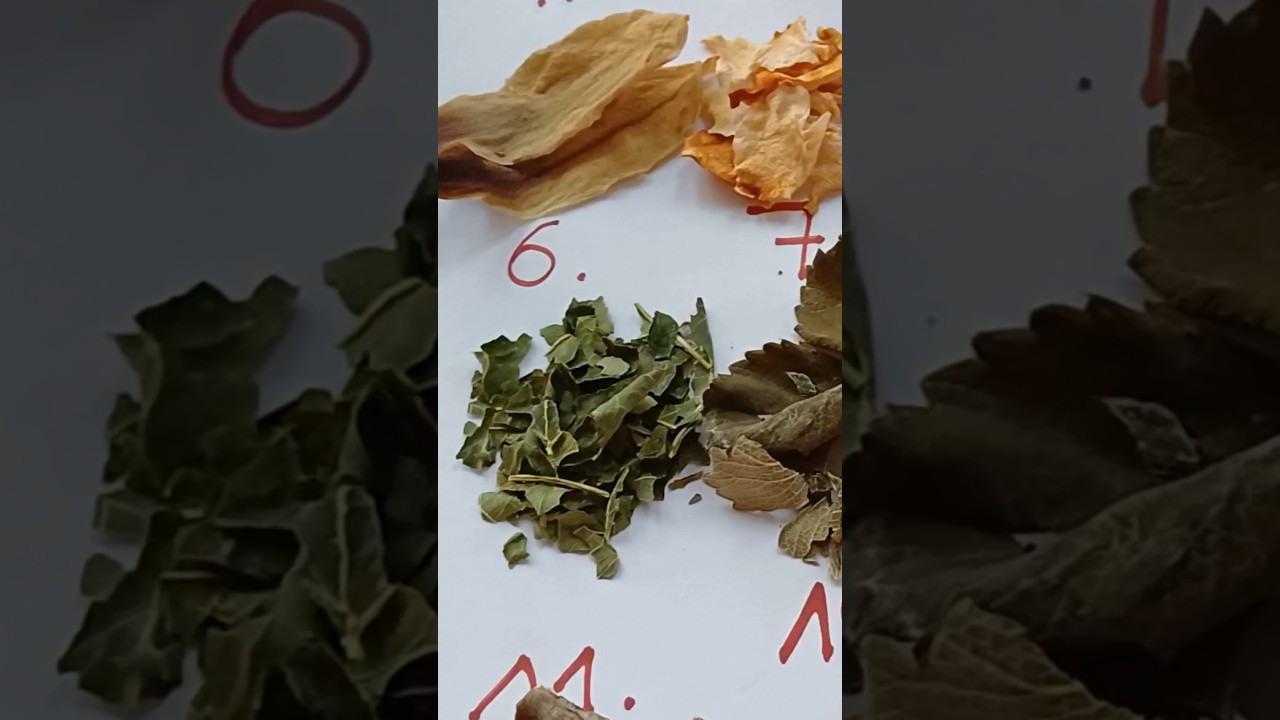 Benefits of Fig Leaves Tea #figs #tea