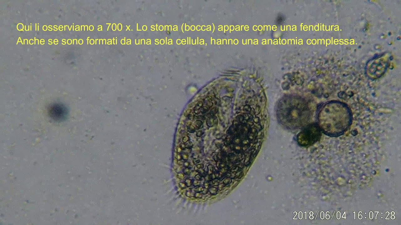 Parameci - Velocissimi nuotatori e voraci divoratori