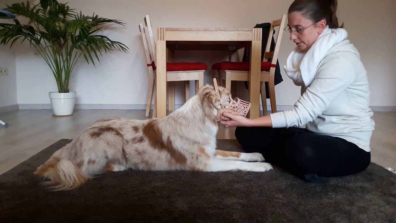 Hundetraining: Maulkorb Training Hund | Hund an Maulkorb gewöhnen