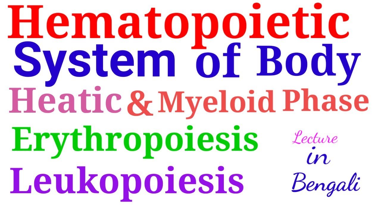 Hematopoiesis || Formation of blood in bone marrow in Bengali || hemopoietic growth factor || Part-1