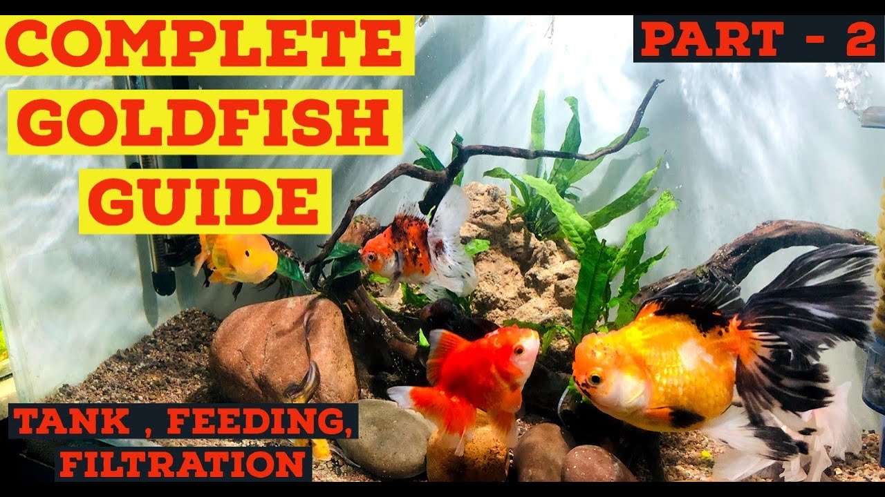 Complete Goldfish Guide | Goldfish Care, Tankmates, Feeding & Filtration Guide Part -2 In Hindi