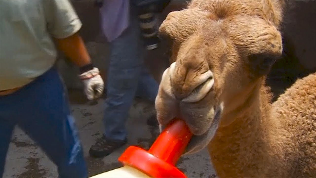 Newborn Baby Camel in Mexico Zoo