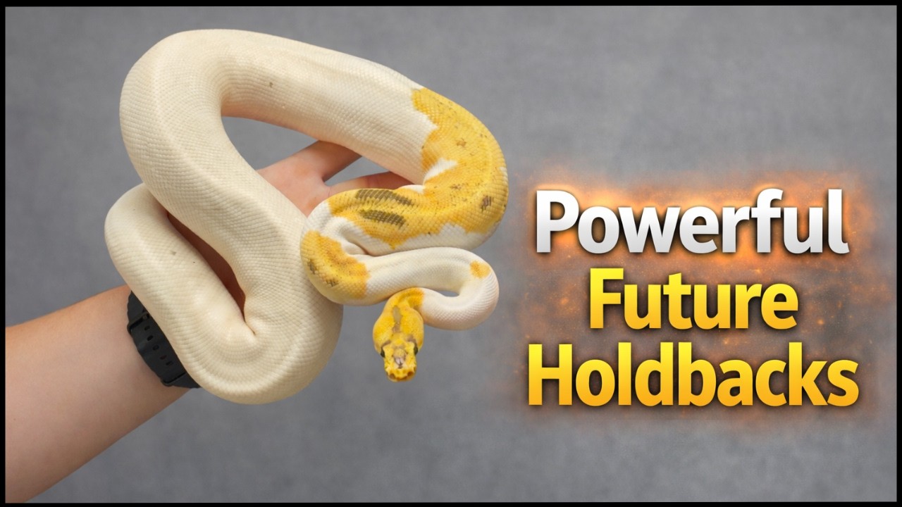 Почему мы решили НЕ продавать этих шаровидных питонов (наших, которых мы зарезервировали на 2026 ...
